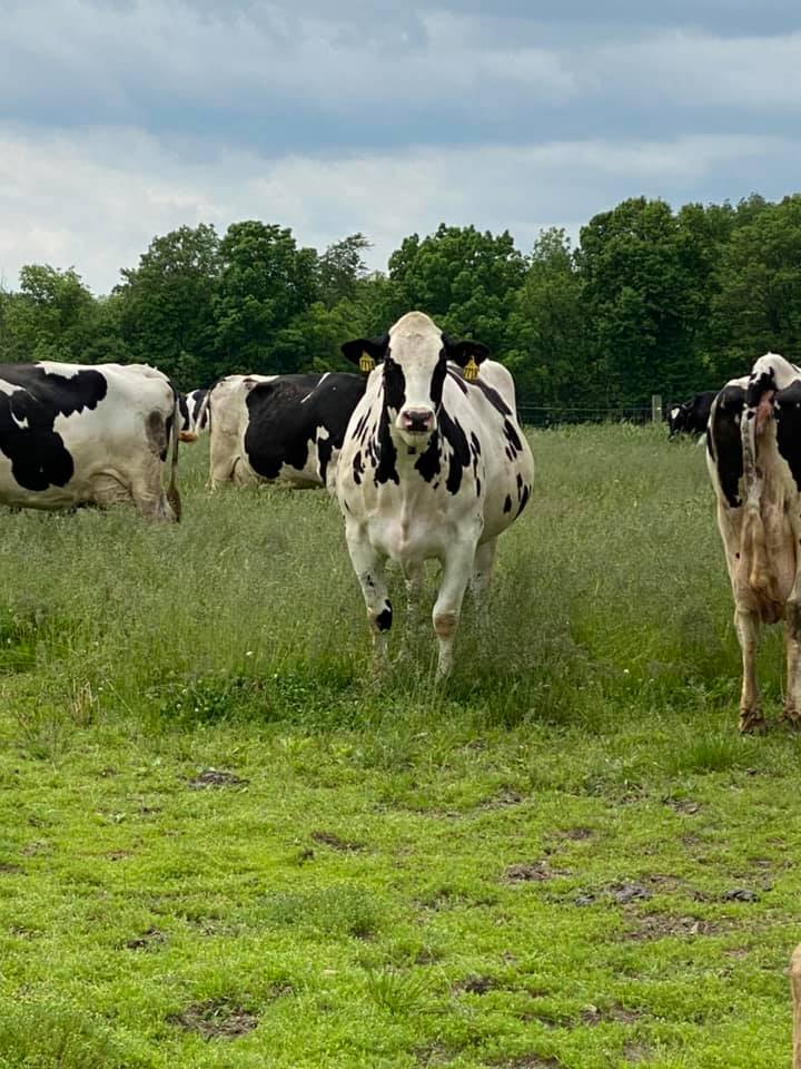 A Holstein cow walking towards the camera in a lush green pasture, surrounded by other cows and trees under a cloudy sky.