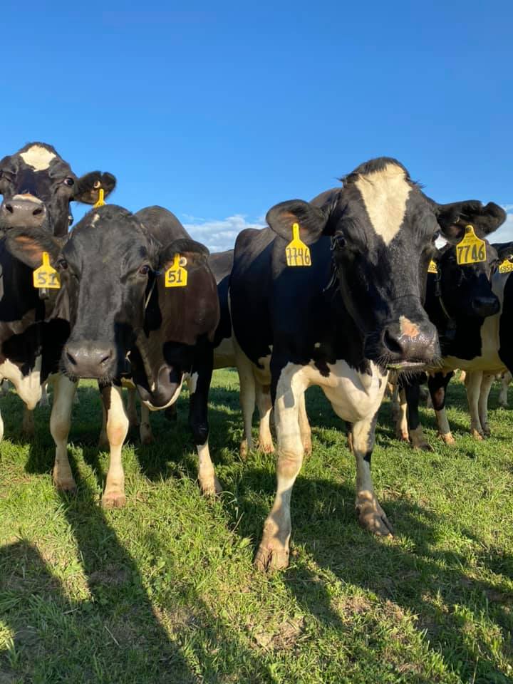 A group of black and white Holstein cows with identification tags grazing in a lush green pasture under a clear blue sky.