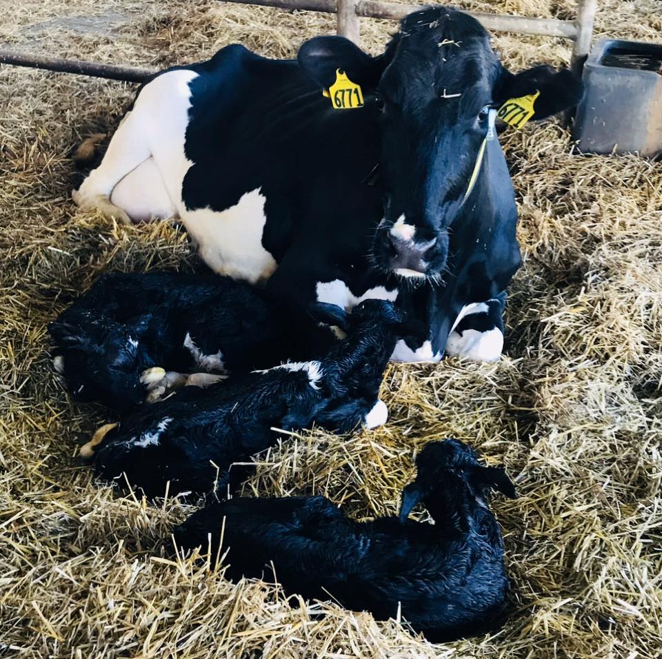 A black and white dairy cow resting on straw with four newborn calves around her, showcasing maternal care in a barn setting.
